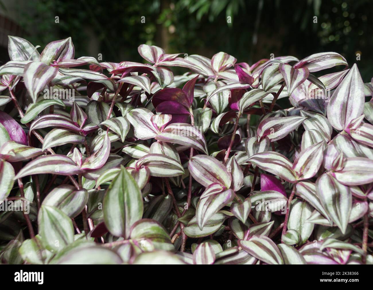 Tradescantia in purple and green color, also known as Wandering Jew ...