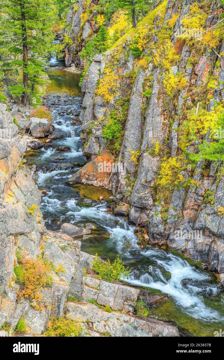fall colors in a canyon along tenderfoot creek in the little belt