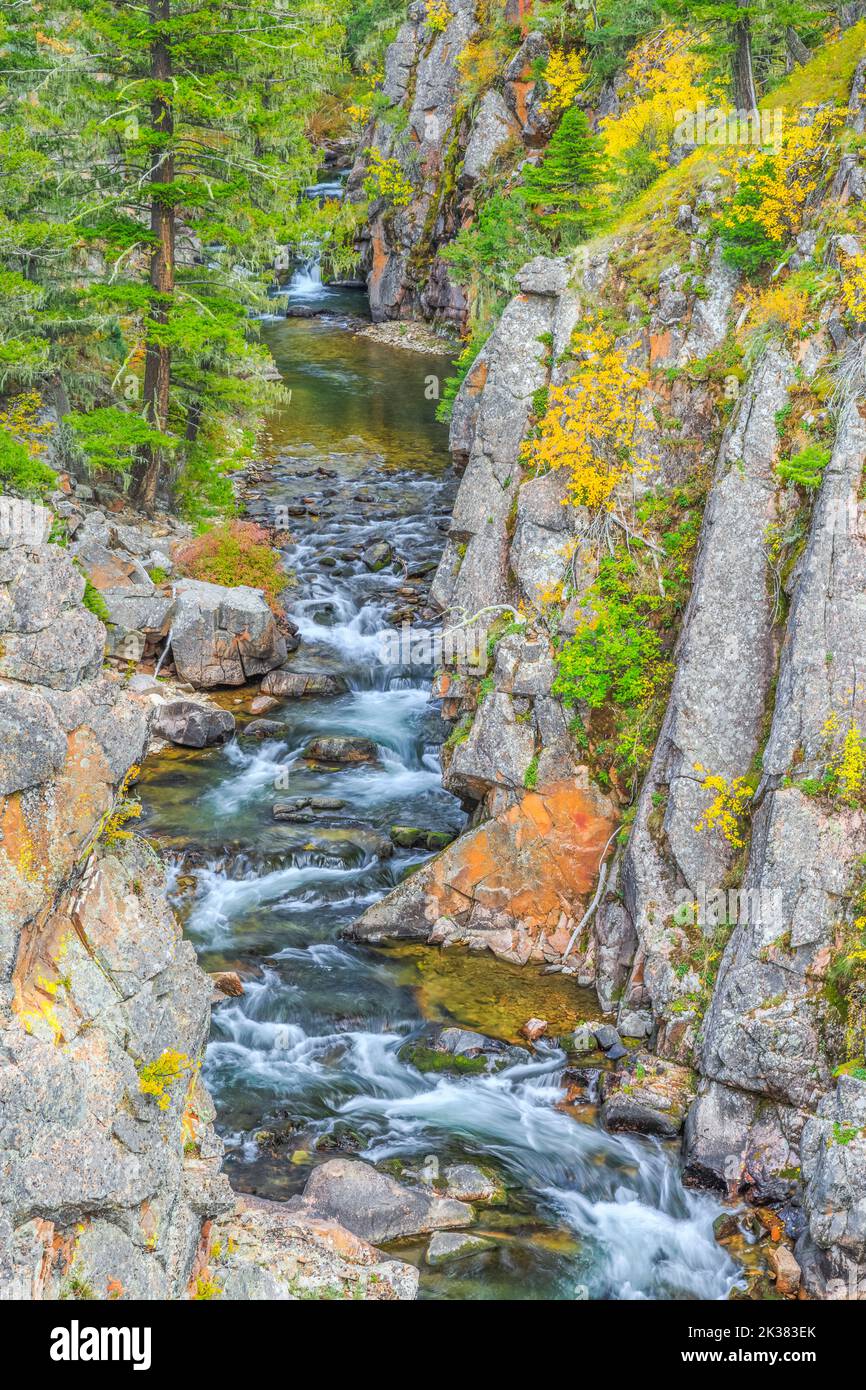 fall colors in a canyon along tenderfoot creek in the little belt mountains near white sulphur springs, montana Stock Photo