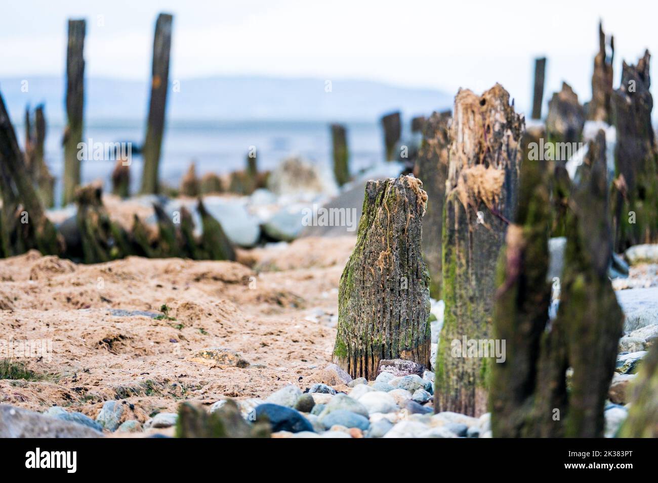 Decaying timbers from sea defenses on a beach in Wales Stock Photo