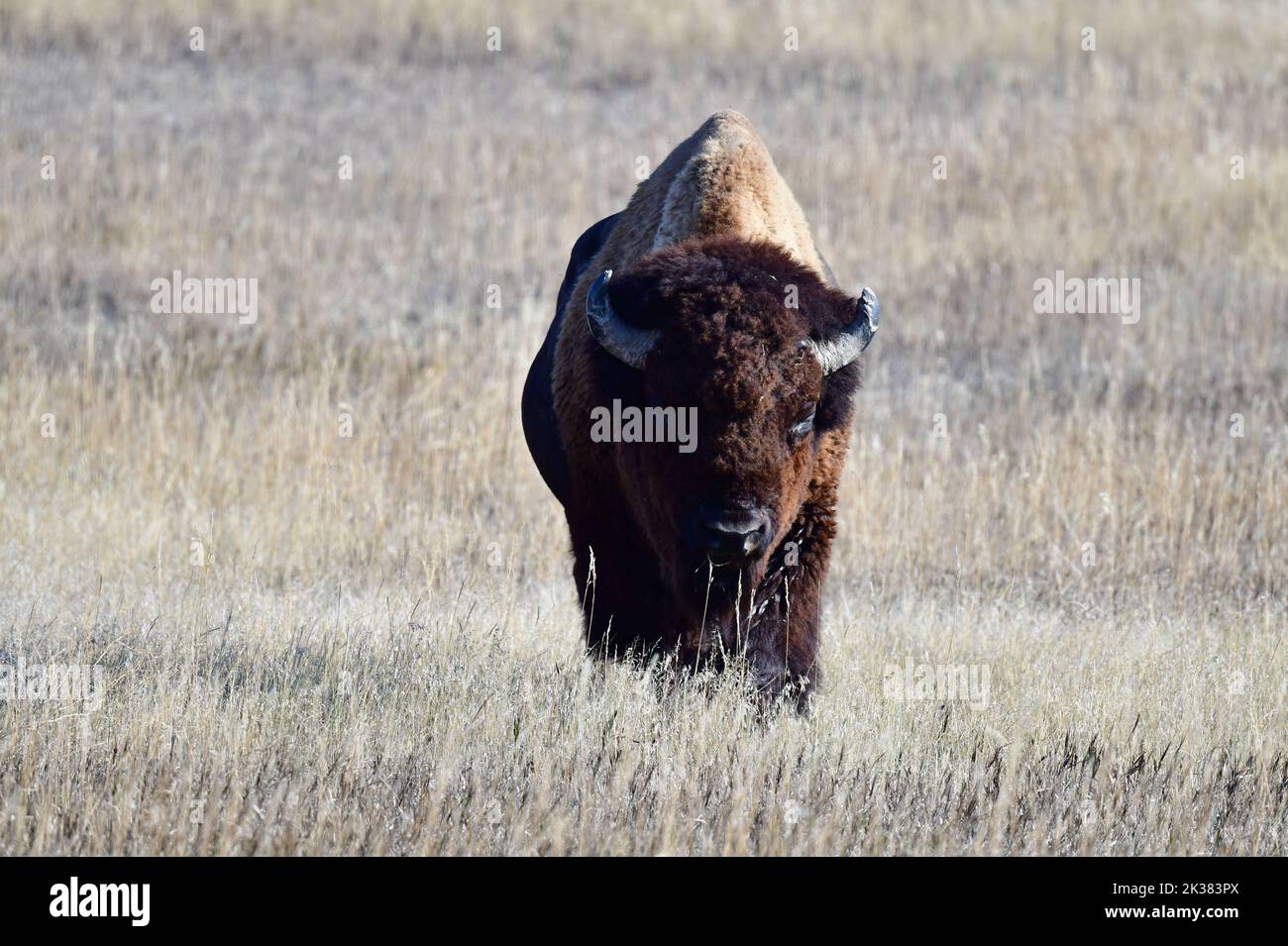 Bison in Badlands National Park, Soth Dakota Stock Photo Alamy