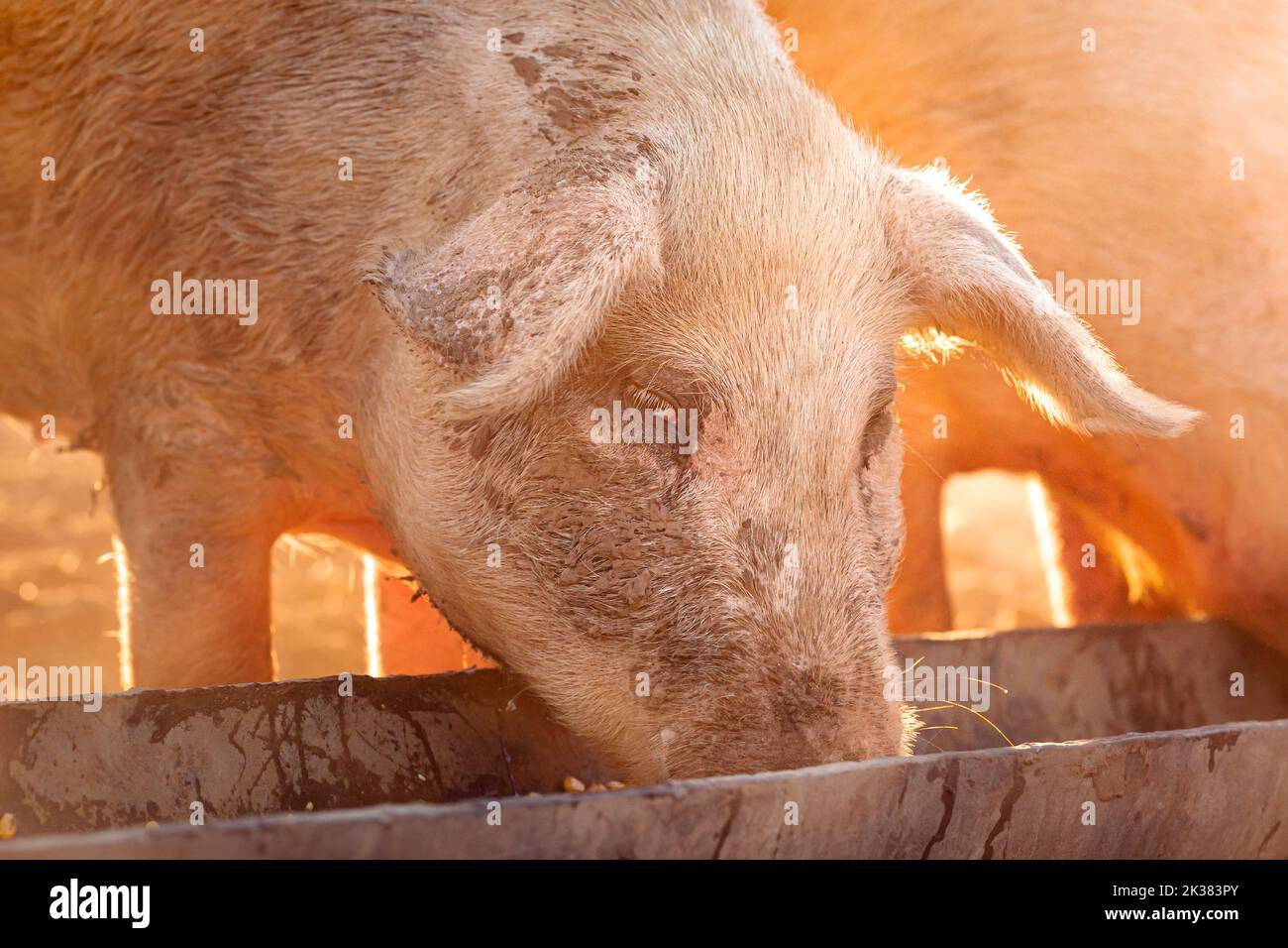 A pink pig eating corn out of a trough on a remote cattle station in Northern Territory, Australia, at sunrise. Stock Photo