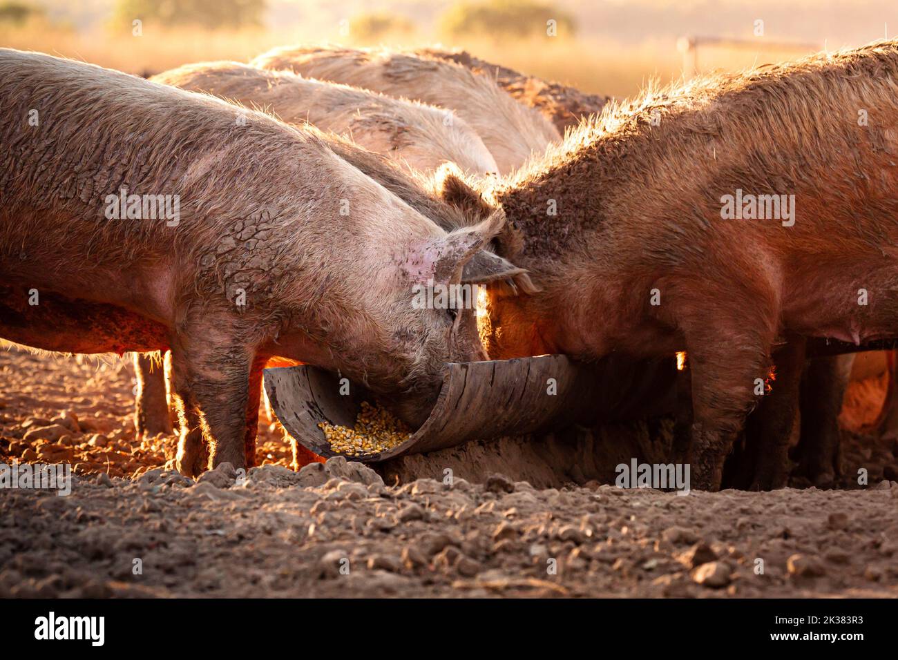 Pink pigs eating corn out of a trough on a remote cattle station in Northern Territory, Australia, at sunrise. Stock Photo
