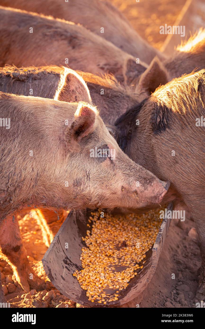 Pink pigs eating corn out of a trough on a remote cattle station in Northern Territory, Australia, at sunrise. Stock Photo