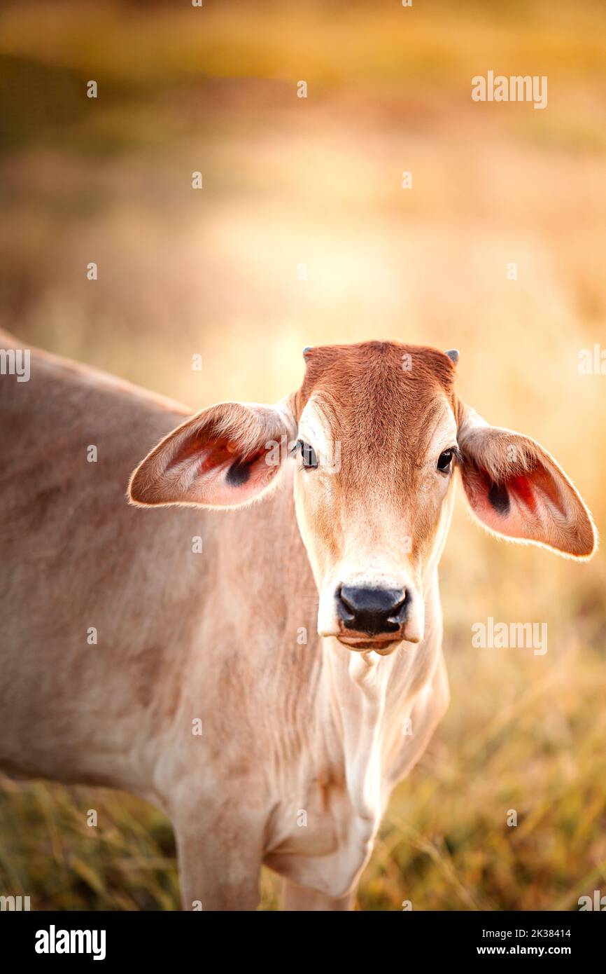 Young weaner in the yards on a remote cattle station in Northern Territory in Australia at sunrise. Stock Photo