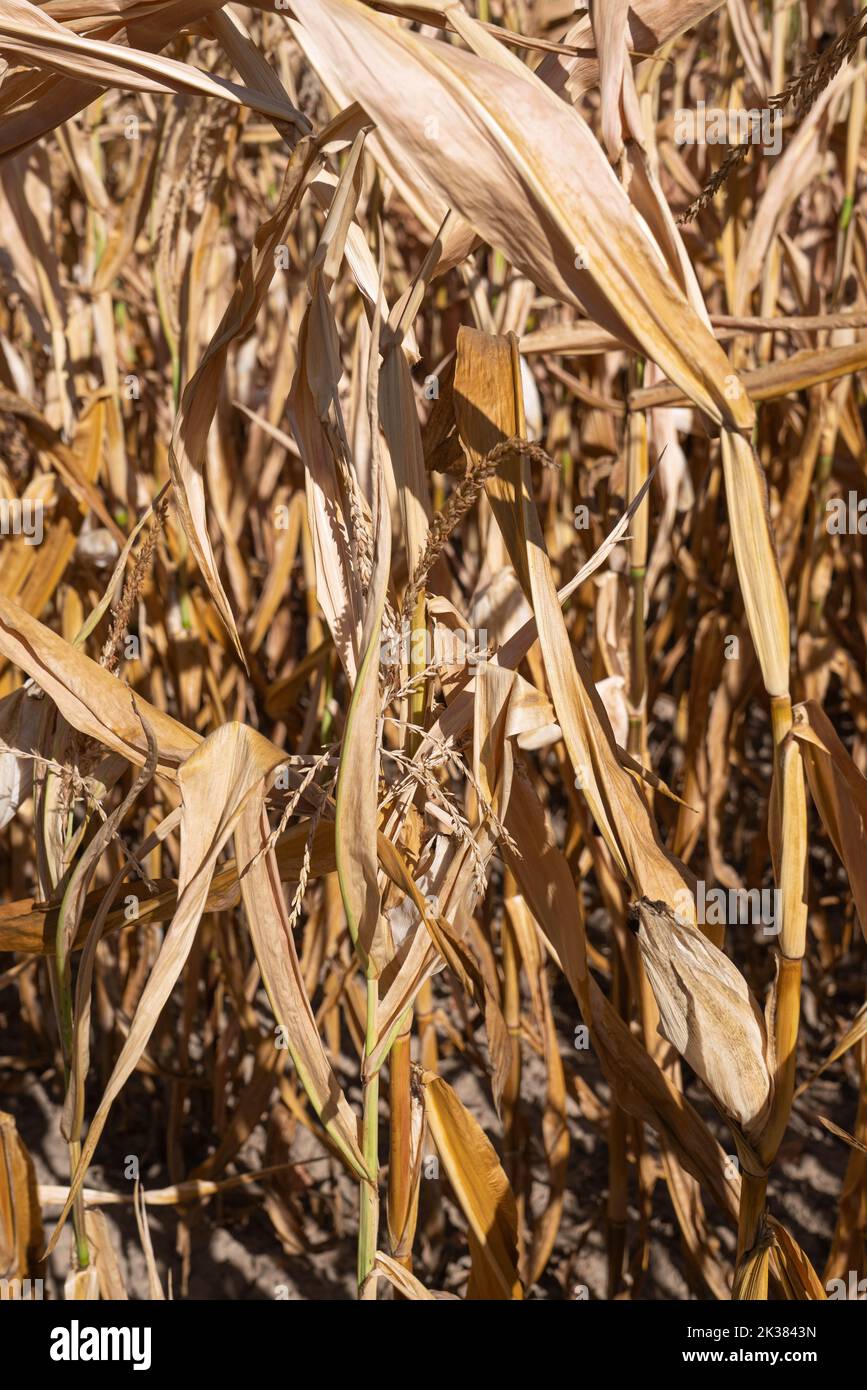 Close up image of withered corn plants, aridity in Germany Stock Photo
