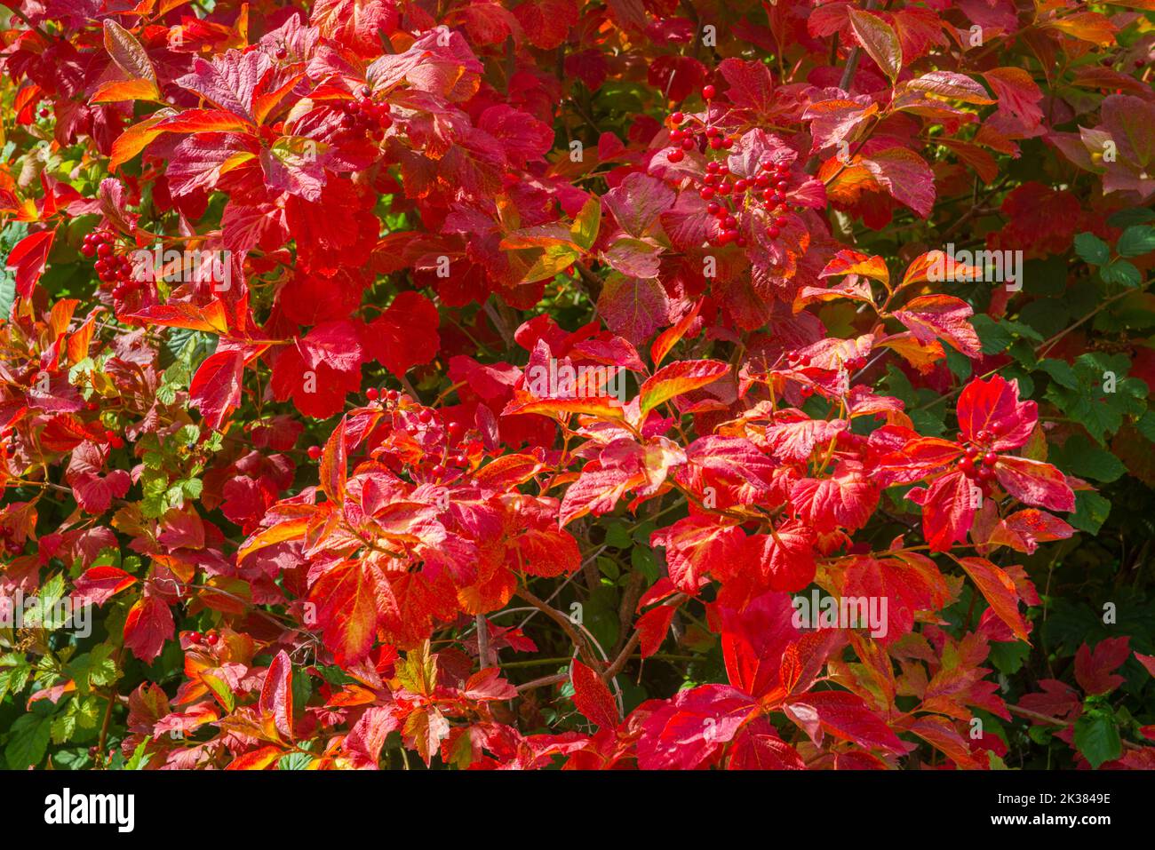 Redcurrant shrub in Autumn. Stock Photo