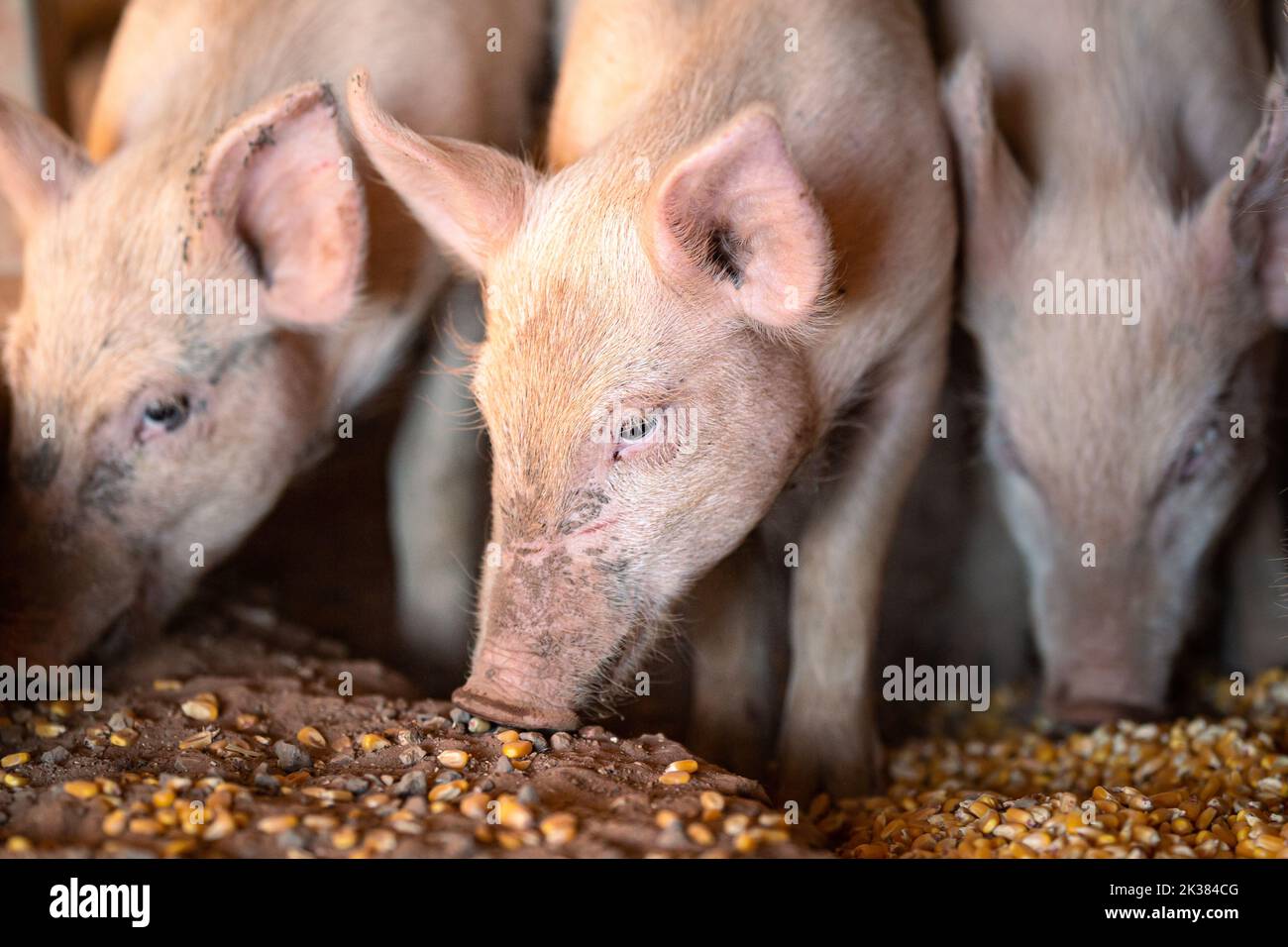 Young piglets eating corn on a remote cattle station in Northern Territory, Australia, at sunrise. Stock Photo