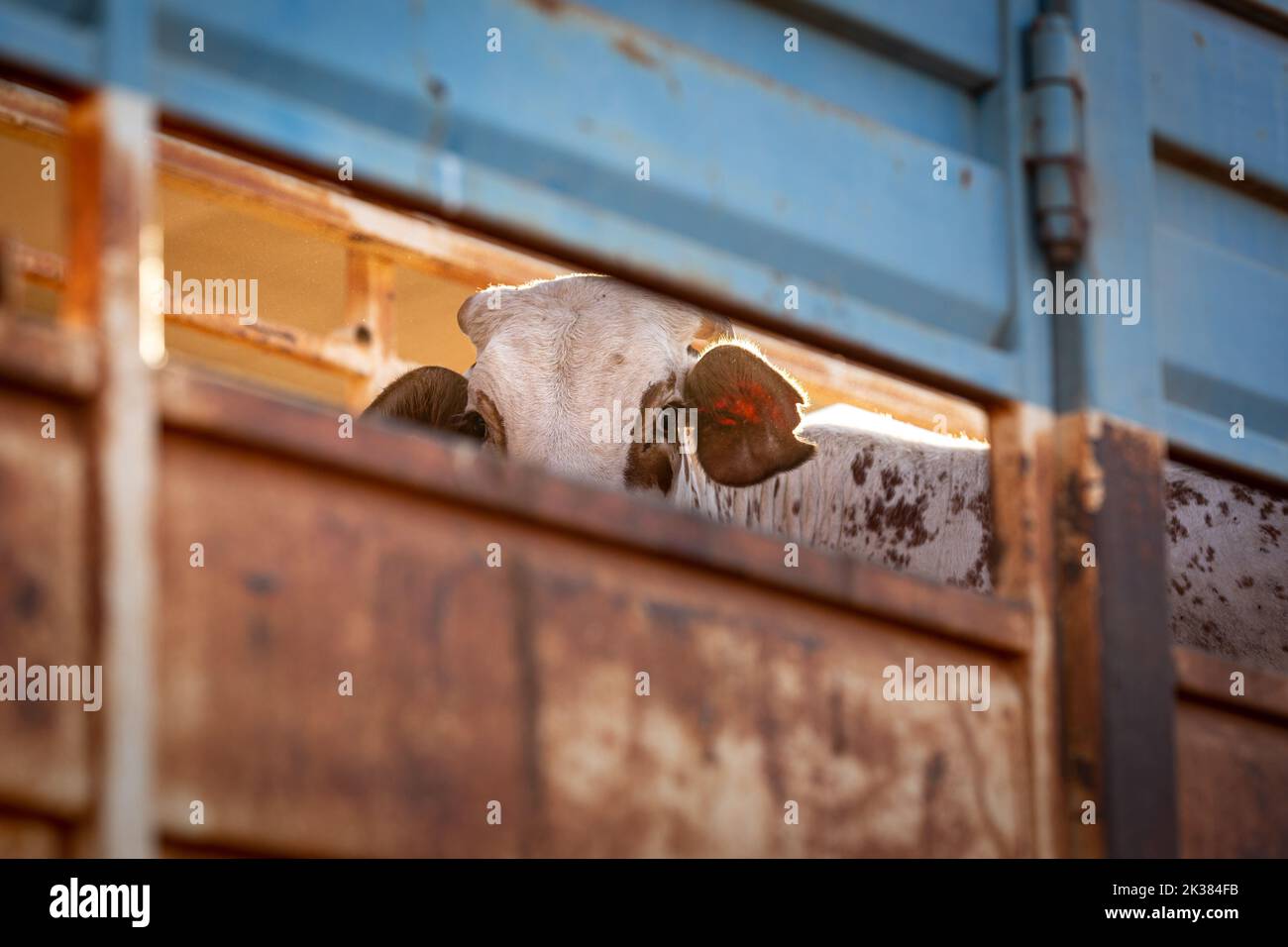 A bull in a cattle road train on a remote cattle station in Northern Territory in Australia at sunrise. Stock Photo
