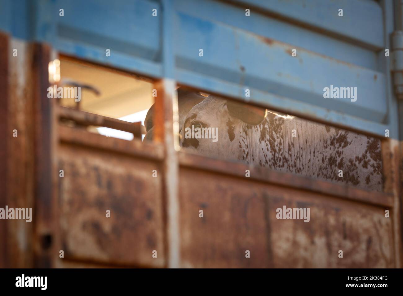 The bull in a cattle road train on a remote cattle station in Northern Territory in Australia at sunrise. Stock Photo