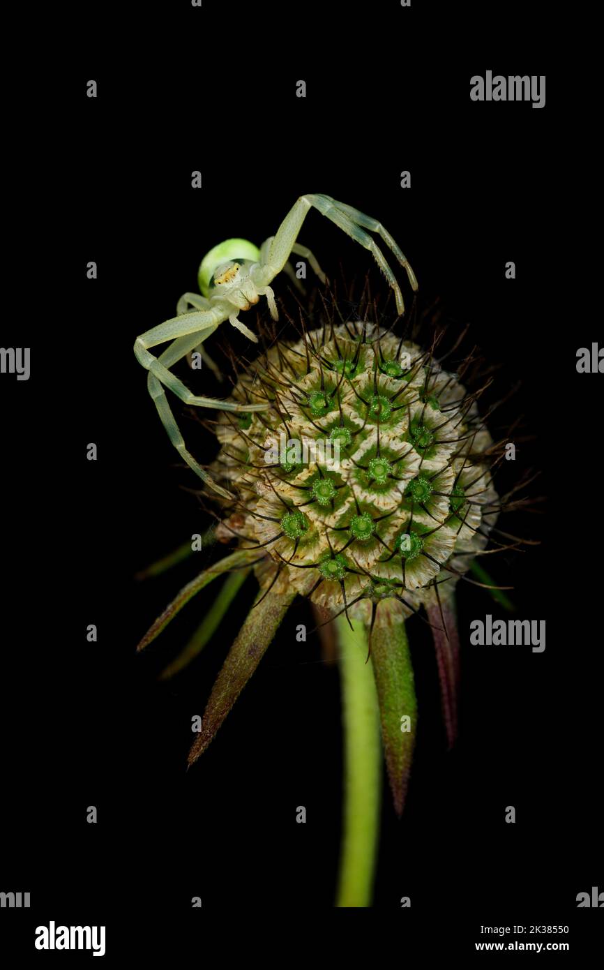 Green spider on green ball flower plant Stock Photo