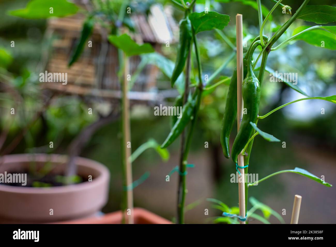 close-up of small chili plant on balcony Stock Photo