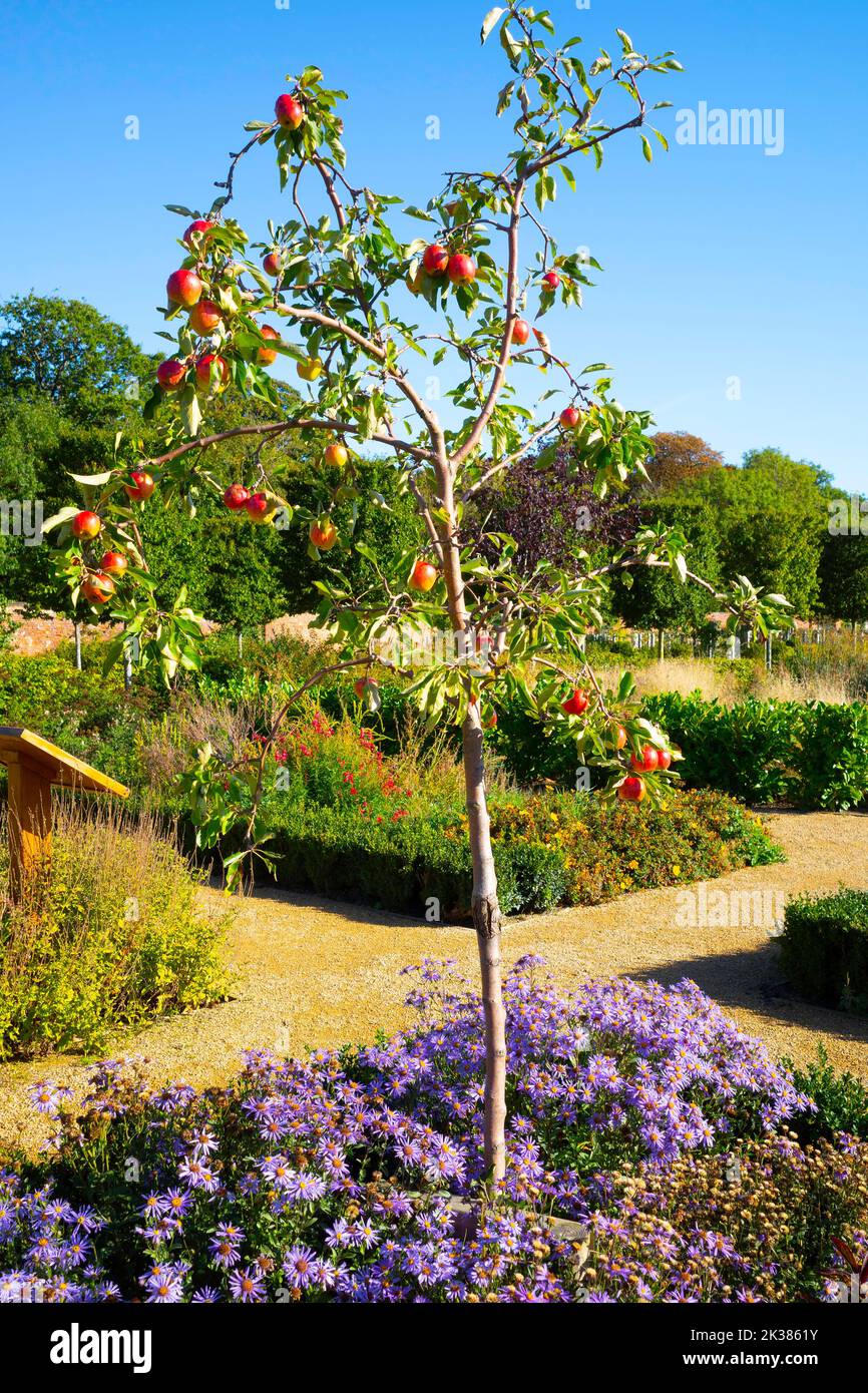 Kirkleatham garden slender apple tree with ripe fruit planted among Michaelmas daisies (asters) Stock Photo