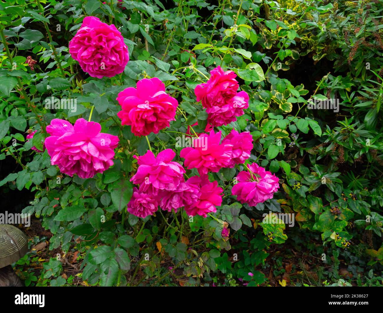 A large bush of Rose species THOMAS A'  BECKET in autumn in a domestic garden in North Yorkshire  England Stock Photo