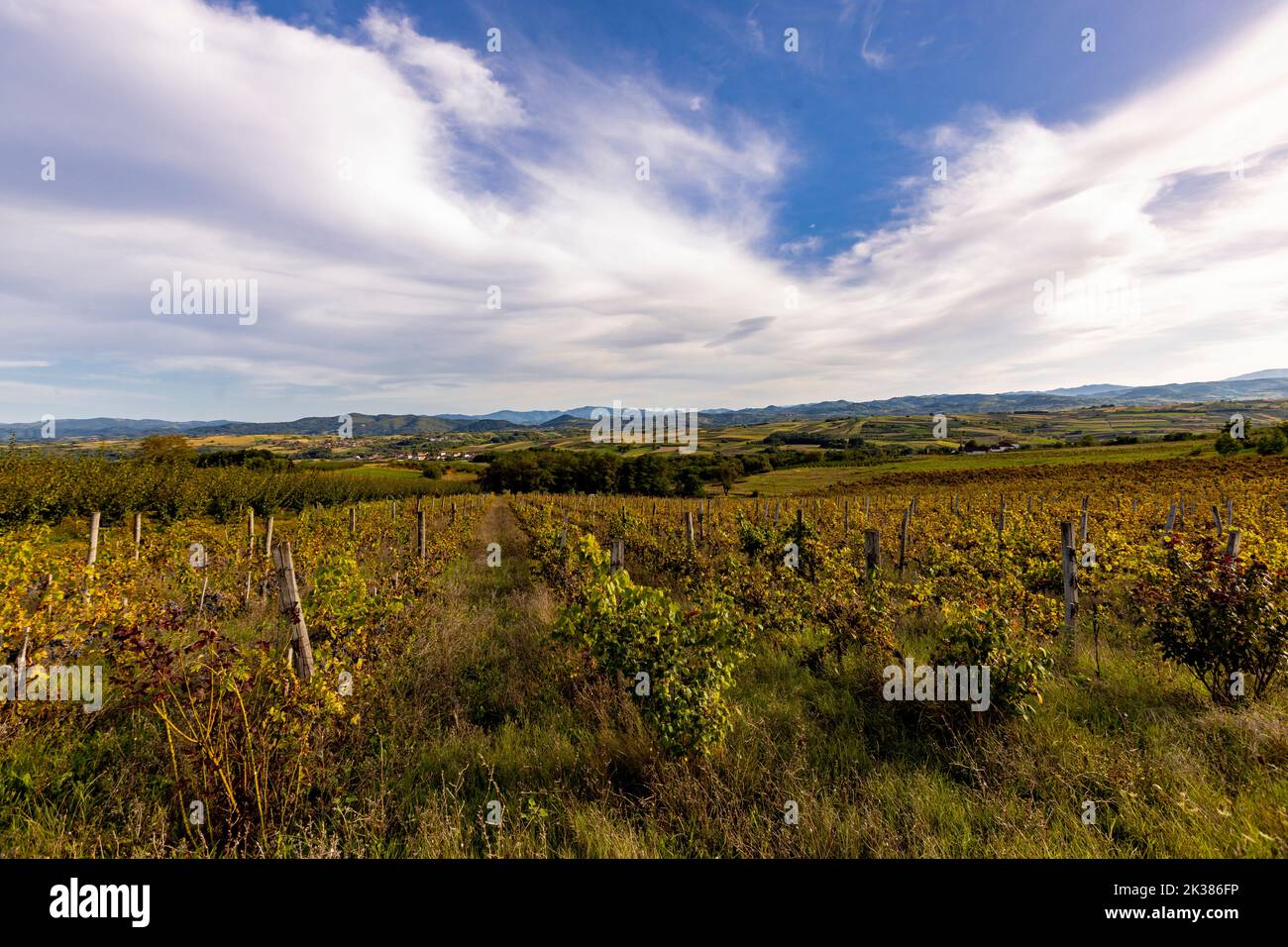 View at vineyards in the Zupa Aleksandrovac, Serbia Stock Photo