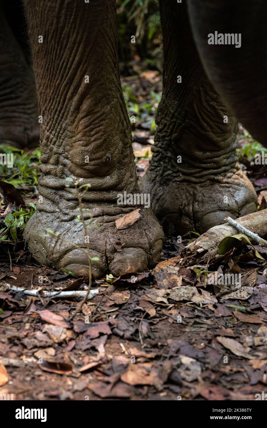 Foot of a wild asian elephant in the jungle of Cambodia, South East Asia Stock Photo