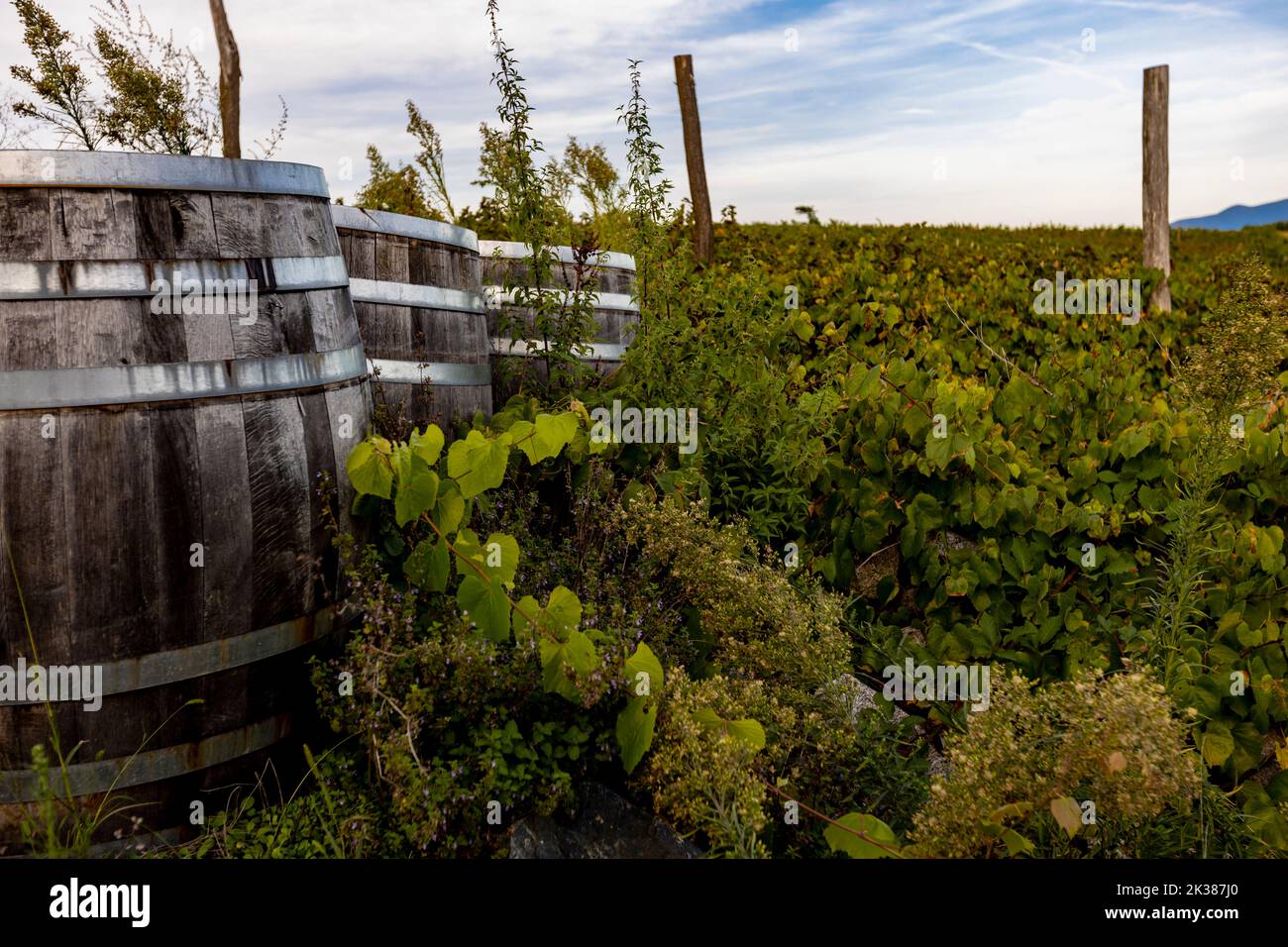 View at wooden wine barrels in the vineyarrd Stock Photo