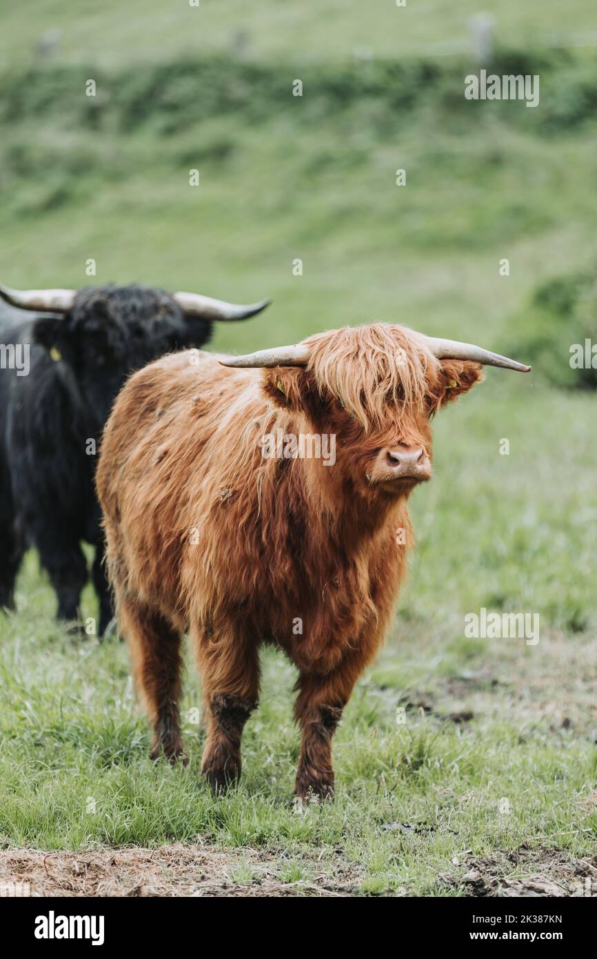 A vertical closeup shot of a black and a brown highland cattle in a ...