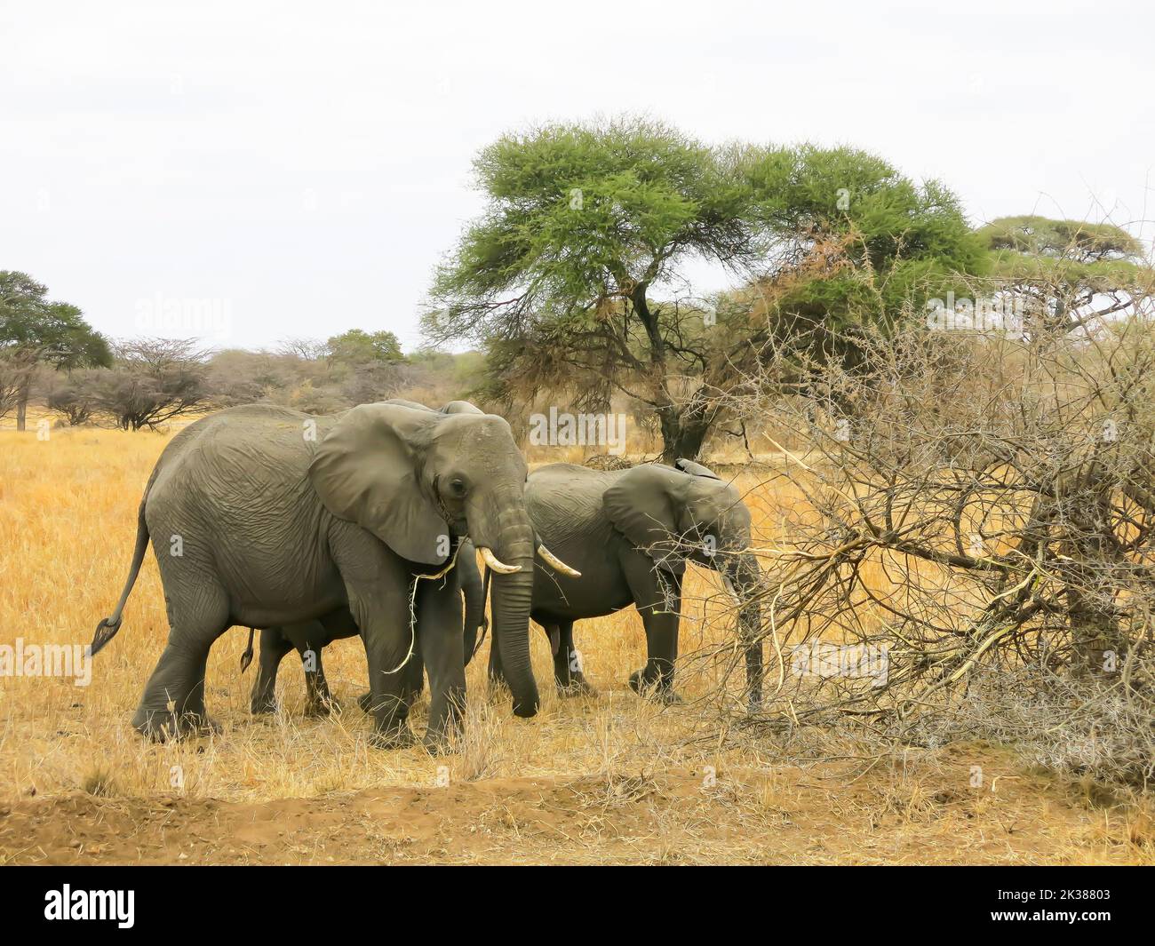 Elephant and Calves Selecting Tree Branches for Food in Tarangire National Park, Tanzania, East Africa Stock Photo