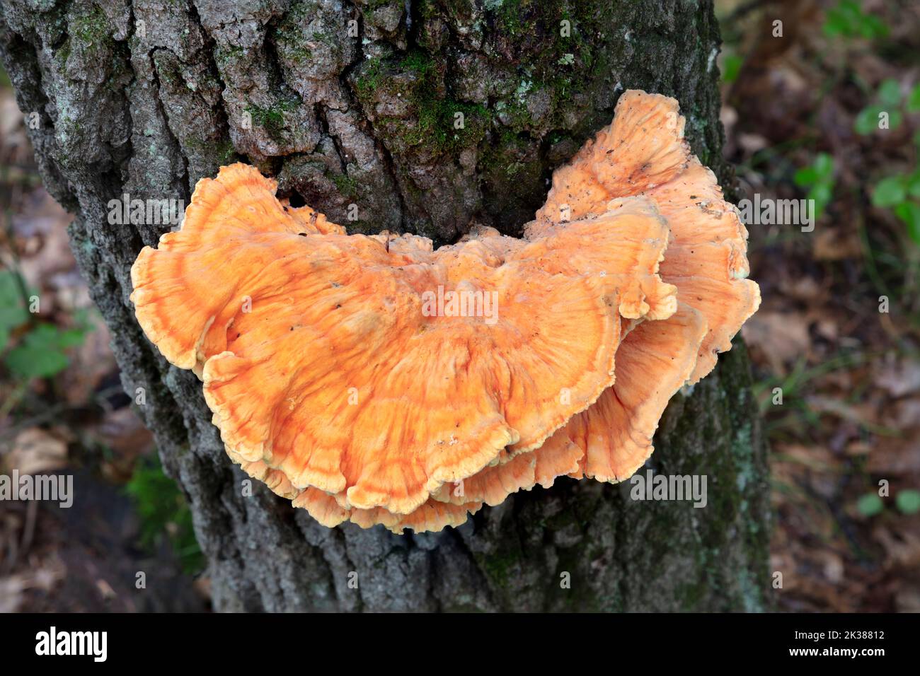 Chickenofthewoods mushrooms (Laetiporus sulphureus), growing on