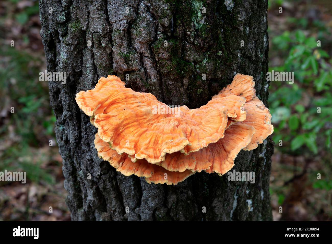 Chicken-of-the-woods mushrooms (Laetiporus sulphureus), growing on trunk of dead tree, forest, E USA, by James D Coppinger/Dembinsky Photo Assoc Stock Photo