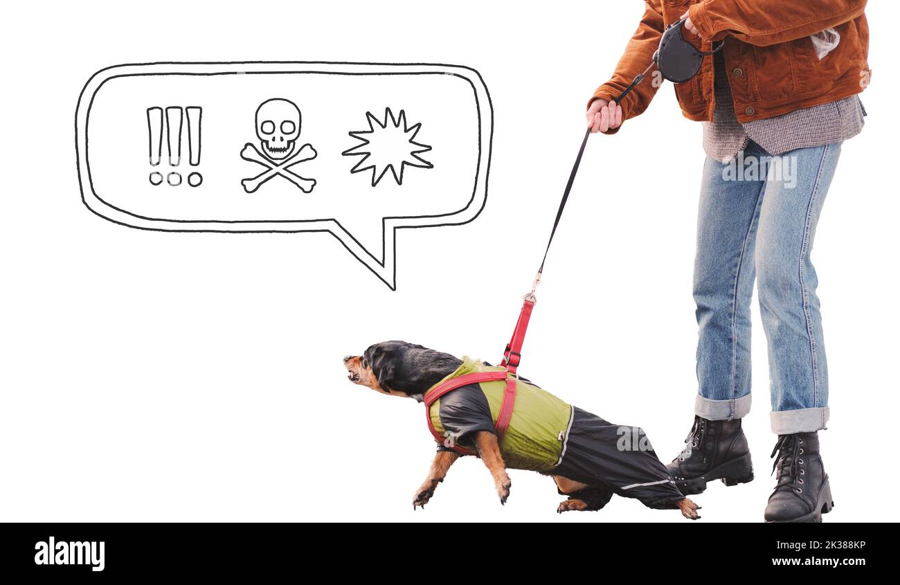 Aggressive, reactive dog on the leash against isolated background with speech bubble. Funny dachshund with comics style symbols of negative emotions, Stock Photo