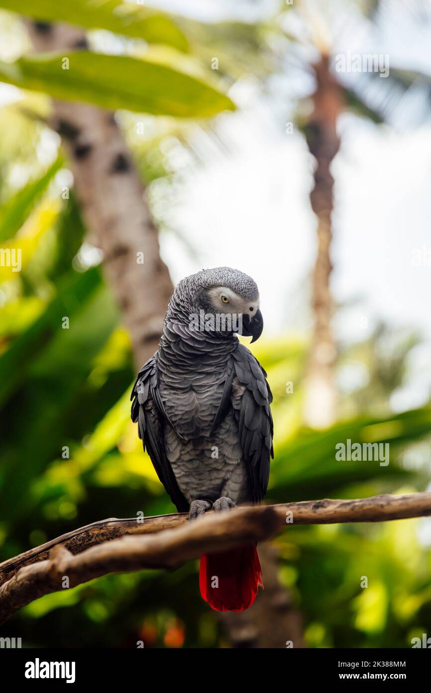 Grey parrot (Psittacus erithacus) in the forest Stock Photo