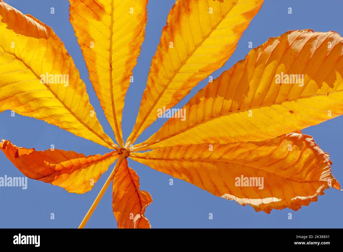 close up of yellow maple tree leaf at fall Stock Photo
