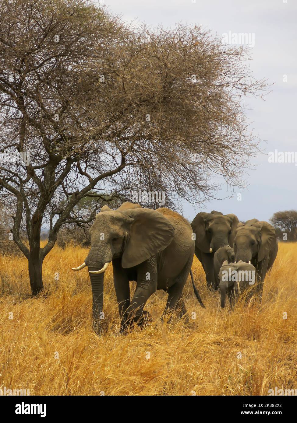 Elephant Family Group on the Move at Tarangire National Park, Tanzania, East Africa Stock Photo