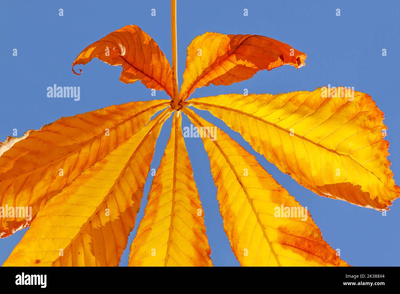 close up of bright yellow maple leaf against blue sky Stock Photo