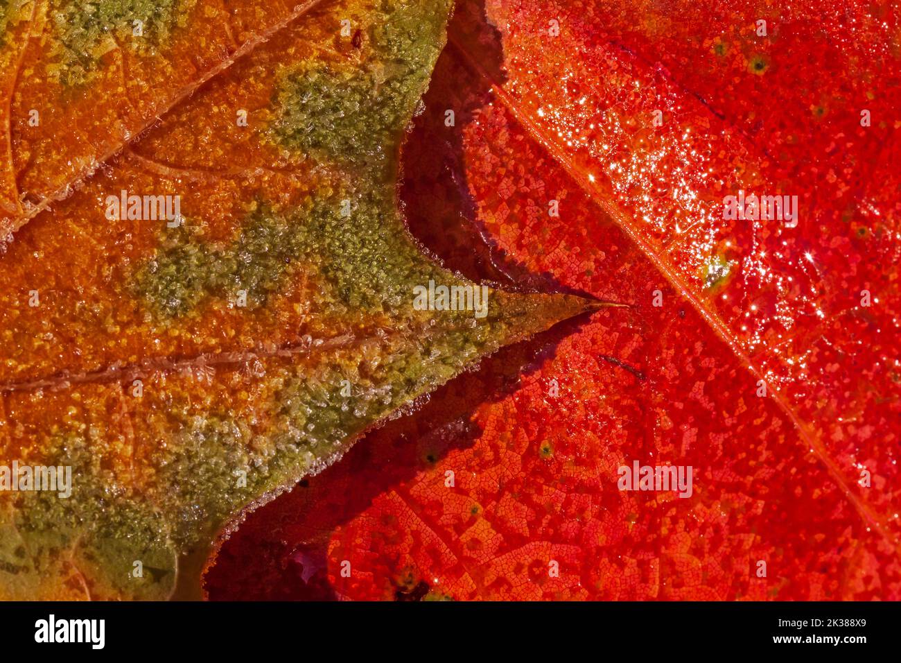 close up of two frozen maple tree leaves on ground at november Stock Photo