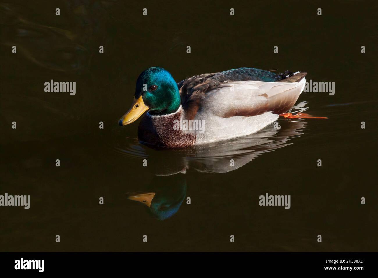 close up of mallard swimming in a pond Stock Photo