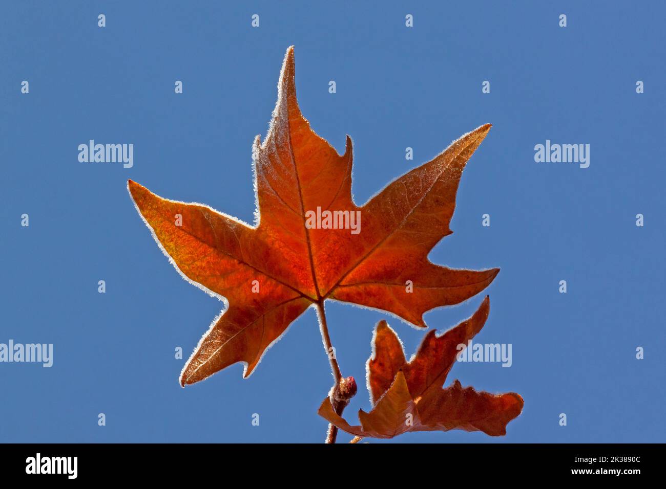 close up of dry maple leaf covered with hoar frost against blue sky Stock Photo