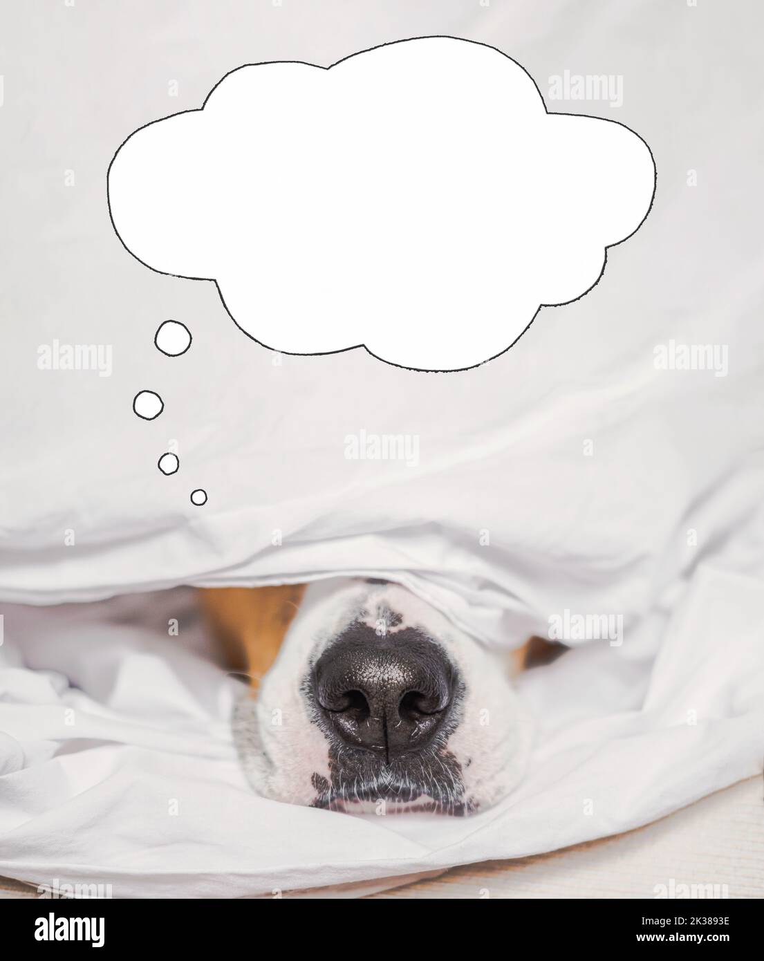 Dog nose in white bed with a speech bubble, daydreaming, digital collage. Pets portraying a sleep in and being lazy Stock Photo