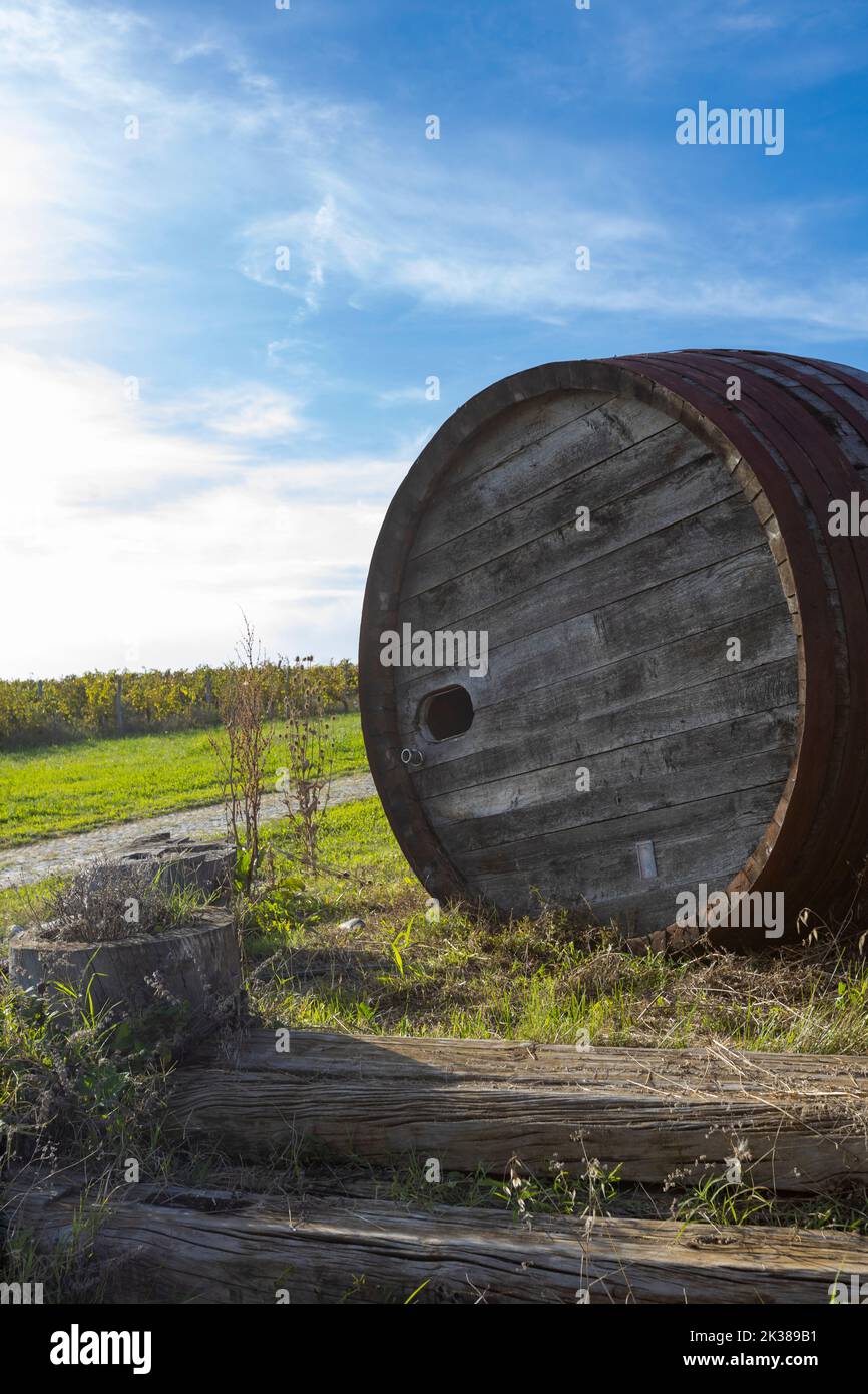 View at wooden wine barrel in the vineyarrd Stock Photo