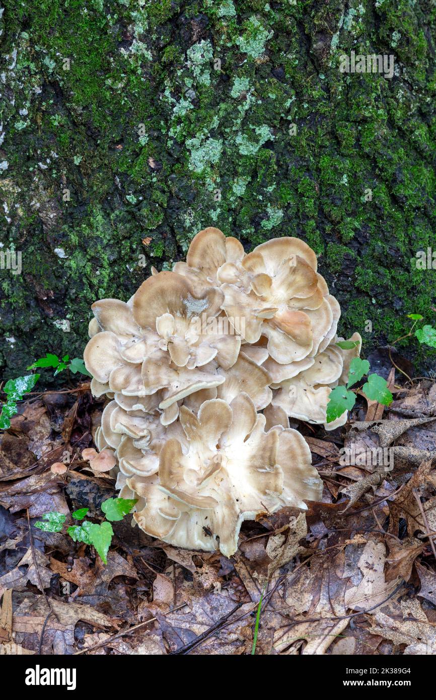 Maitake mushrooms (Grifola frondosa) growing at base of tree, E
