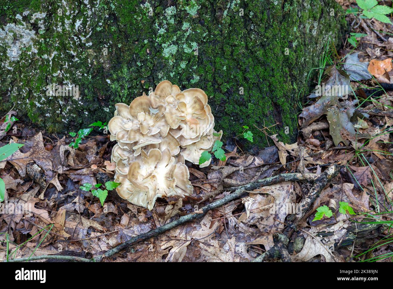 Maitake mushrooms (Grifola frondosa) growing at base of tree, E