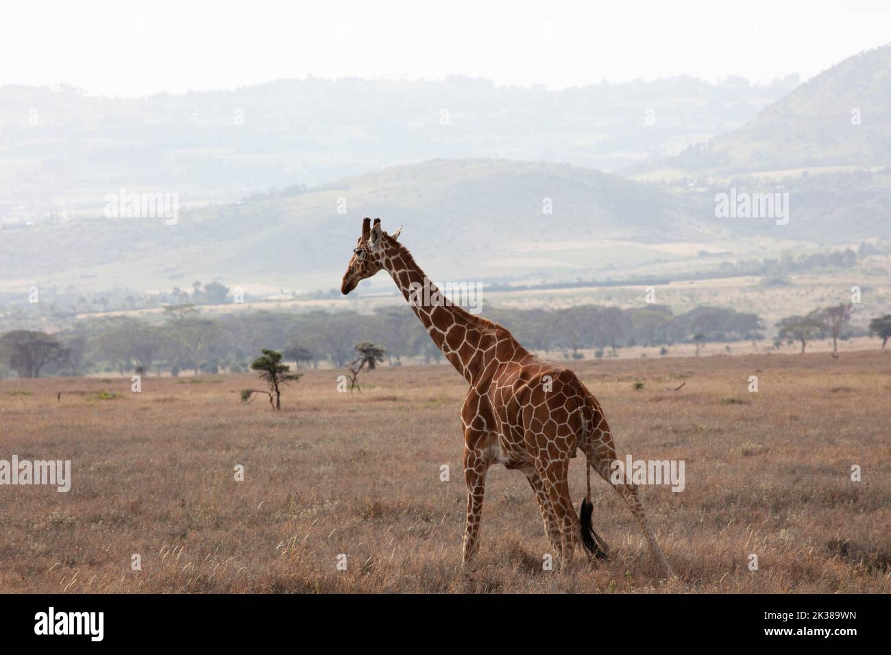 Reticulated Giraffe (Giraffa camelopardalis reticulata), foraging, grasslands, N. Kenya, E. Africa by Dembinsky Photo Assoc Stock Photo