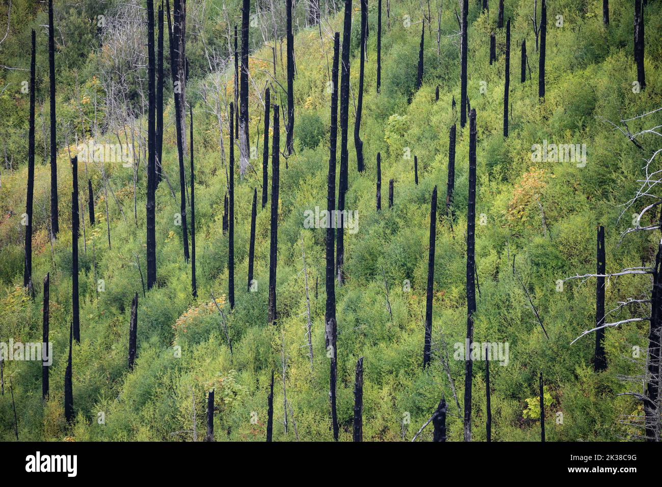 Contrasting landscape of burnt trees from the Eagle Creek fire over lush green new regrowth, Columbia River Gorge, Oregon Stock Photo
