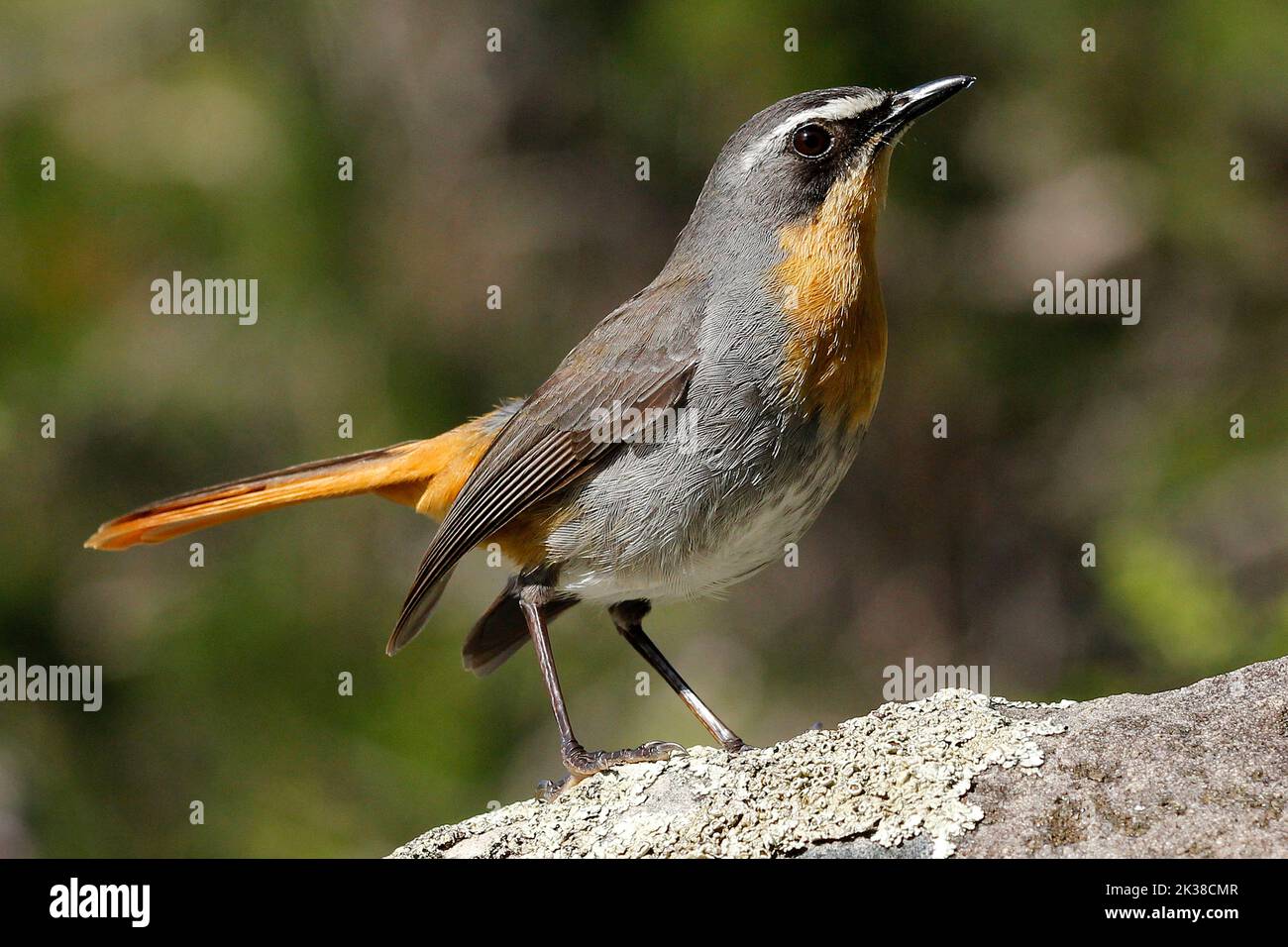 A curious Cape robin-chat standing on a rock in a Cape Town garden ...