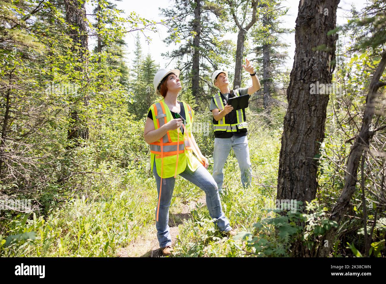 Workers in hard hats marking tree with orange tape Stock Photo Alamy