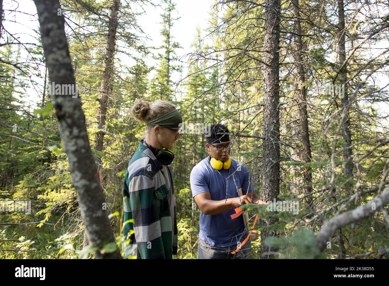 Volunteers marking trees with orange tape Stock Photo Alamy