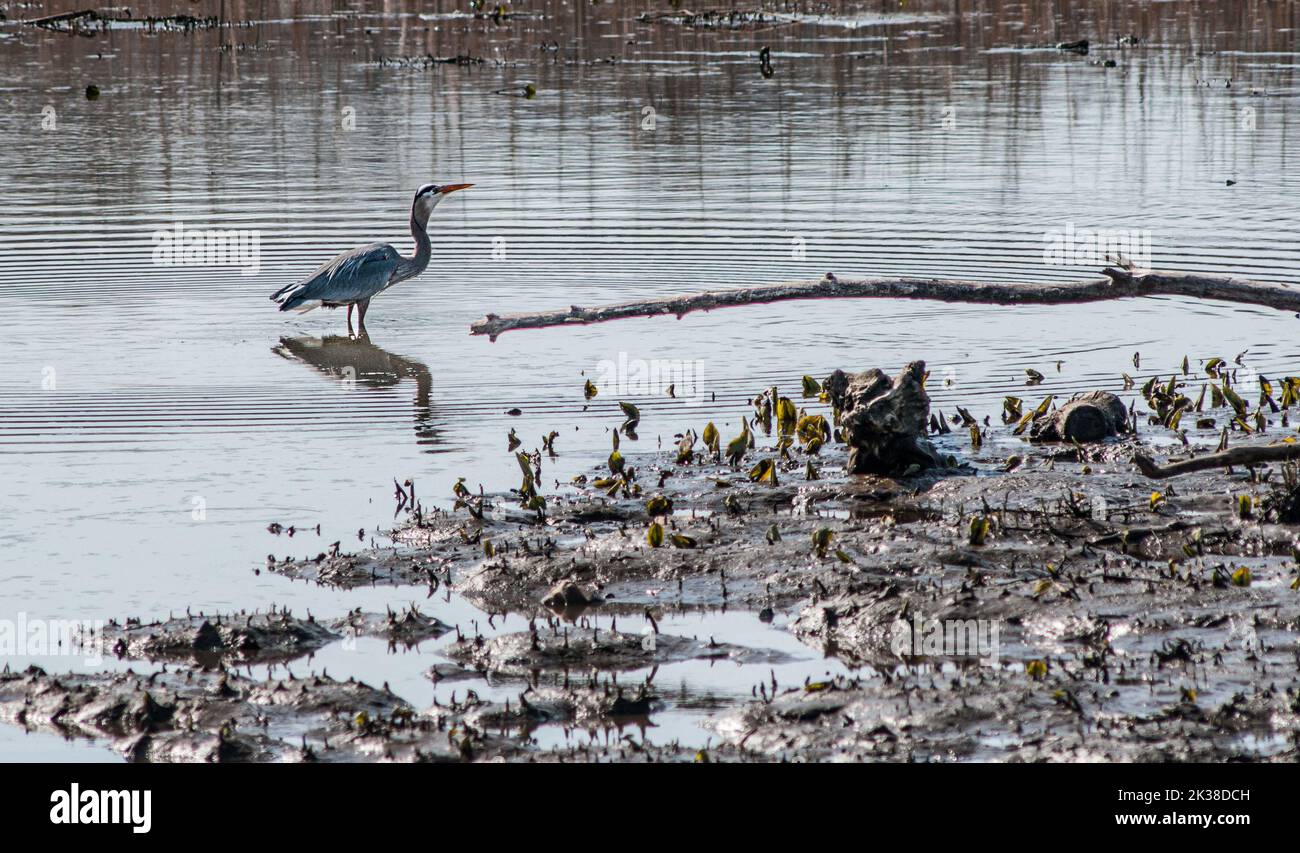 Elizabeth hartwell mason neck refuge hires stock photography and
