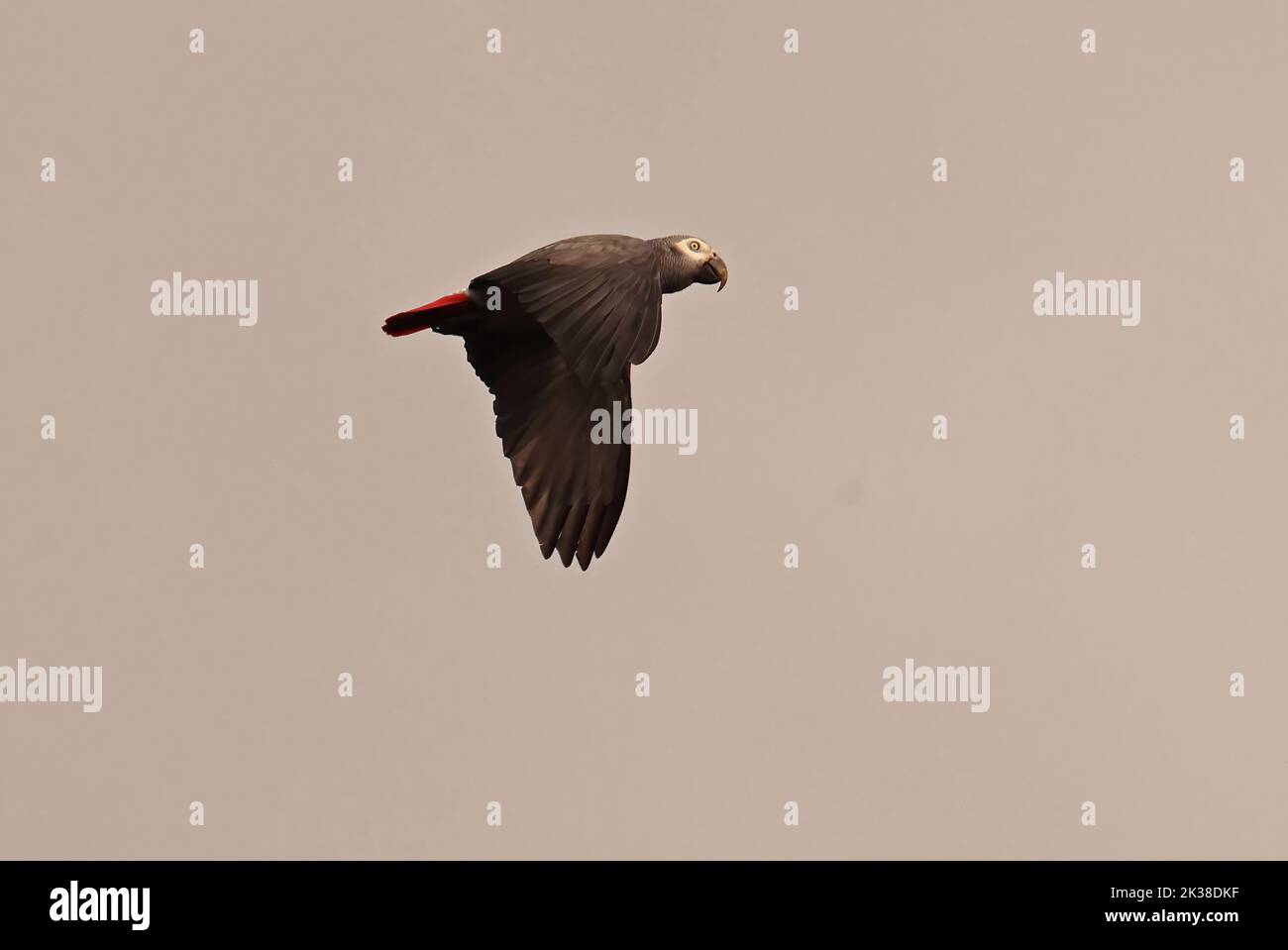 Grey Parrot (Psittacus erithacus princeps) adult in flight Principe