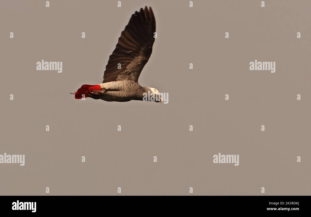 Grey Parrot (Psittacus erithacus princeps) adult in flight Principe