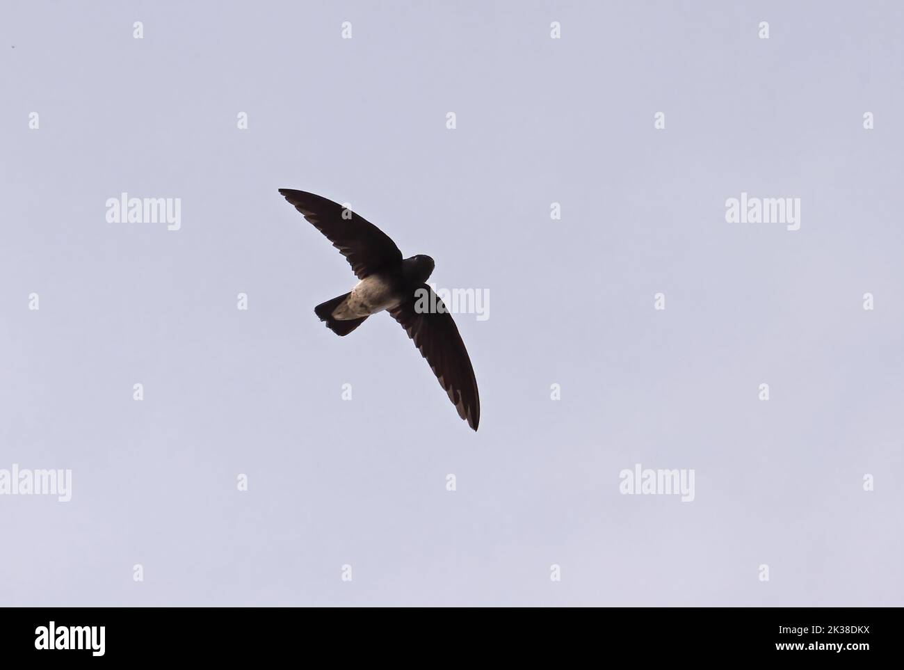 Little Swift (Apus affinis bannermani) adult in flight Principe, Sao