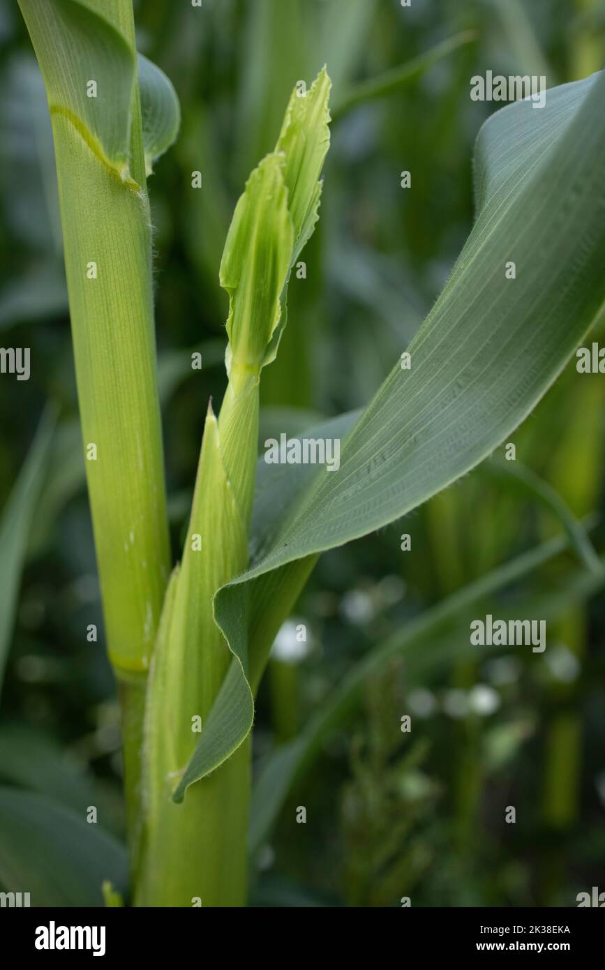 Agricultural land of green corn farm. Corn stalks close up. cultivated fields.  Stock Photo