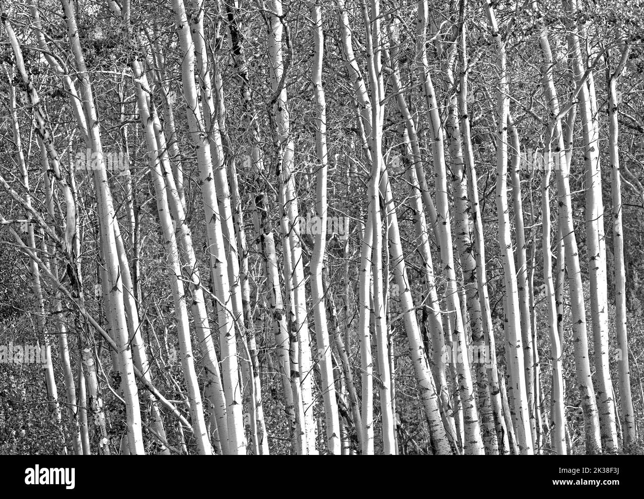 Aspen Tree Trunks Black and White Stock Photo
