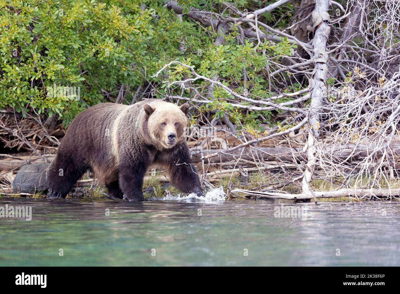 Blond headed Grizzly Splashing Through River Stock Photo