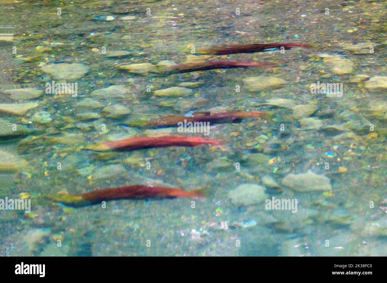 Five Salmon Swimming Upstream Stock Photo